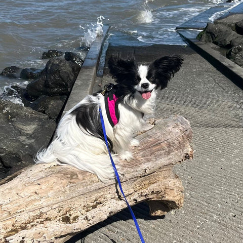 a black and white papillon perches on a driftwood log with the shore of a bay behind her.