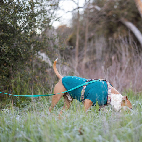 A bully breed dog in a teal jacket sniffs the grass. The dog is wearing a long teal leash being held by someone out of the frame. 