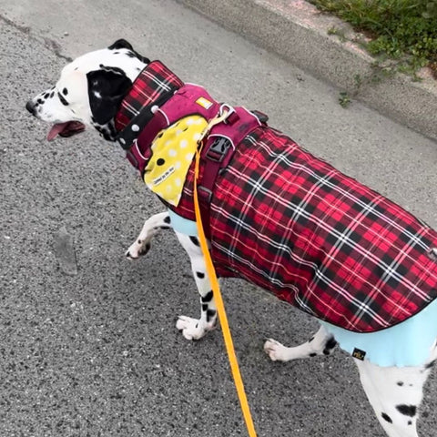 a dalmation type dog walks down the street with a long orange waterproof leash