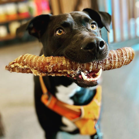 A black shepherd mix dog wearing an orange harness holds a trachea chew in its mouth. 