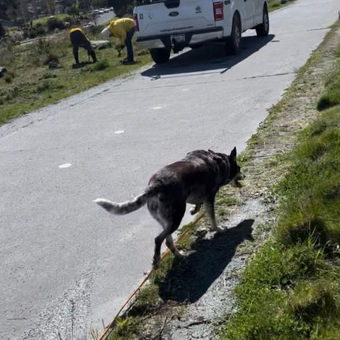a shephered type dog walks down a paved road next to a maintenance truck