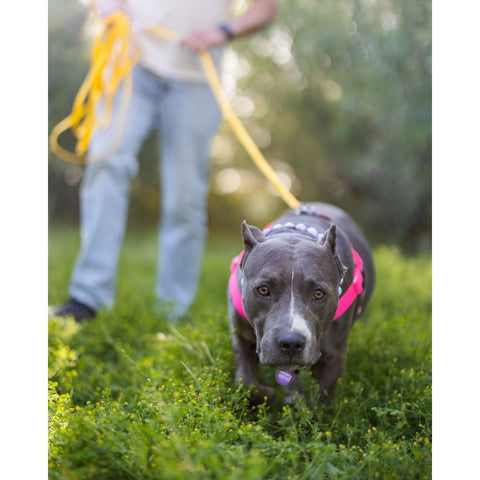 A large gray pit bull type dog walks towards the camera. She is wearing a pink harness and the person behind her (out of focus) is carrying a long yellow leash. 