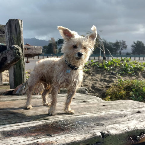 A white terrier dog at the beach