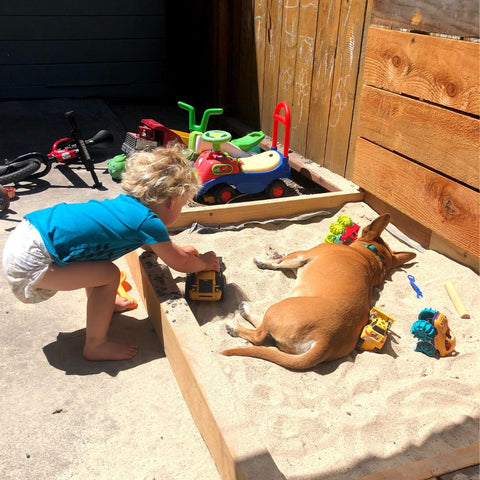 A red dog naps in a sandbox while a toddler plays nearby