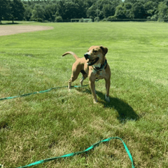 A large brown hound dog stands in an open grassy field, looking into the distance. He is wearing a long green leash and looks relaxed.