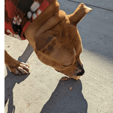 A close up of a large down dog crunching a cake cone treat on the ground.