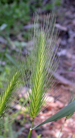 a foxtail grass cloe up image