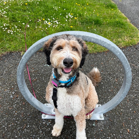 A dog sits inside of a bike ring