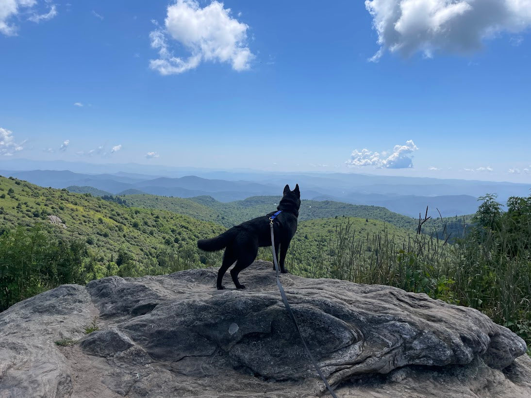 Dog on a long leash hike standing in front of a mountain view