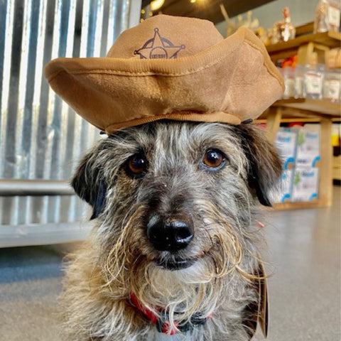 A gray and brown scruffy terrier type dog poses inside a pet store, wearing a plush cowboy style hat. 