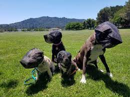 four dogs of various sizes in green field wearing outfox hood