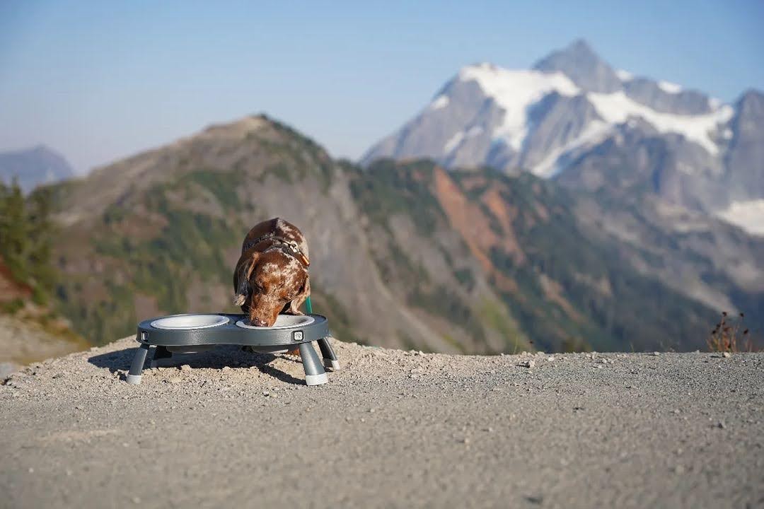 Dog eating from travel bowls on a camping trip