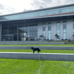 A large black long haired dog in the middle distance in profile stands on the steps of a college campus with a building in the background