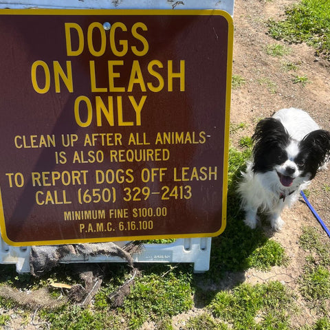 a papillon stands next to a sign that reads "dogs on leash only"