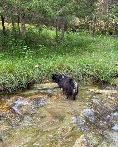 @bear_hardrock a black pomeranian explores a gentle creek rapid wearing a High Tail Hikes long line