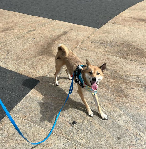 Shiba dog on a long leash