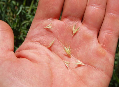 Dried Foxtail seeds in persons open hand