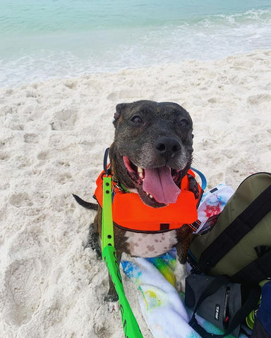 @granola.girl_mysterydawg a brown pitbull with a white speckled belly smiles at the camera wearing a bright orange life vest and bright green BioThane longline leash