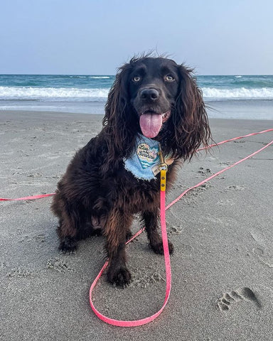 @indigo.the.boykin a chocolate brown dog smiles at the camera, dripping wet, wearing a blue bandana, and wearing a long line sitting on an ocean beach with the waves cresting in the background