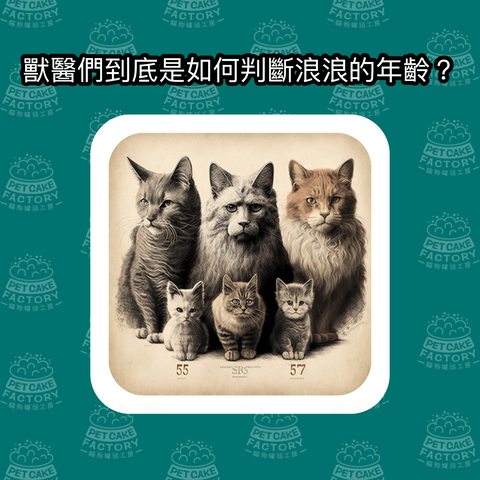Cute, cat, habit, knowledge, which you may not know, health, age, abandoned可愛、貓咪、習慣、你可能不知道的知識、健康、年齡、被遺棄