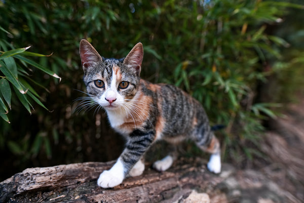 Kitten walking in the woods