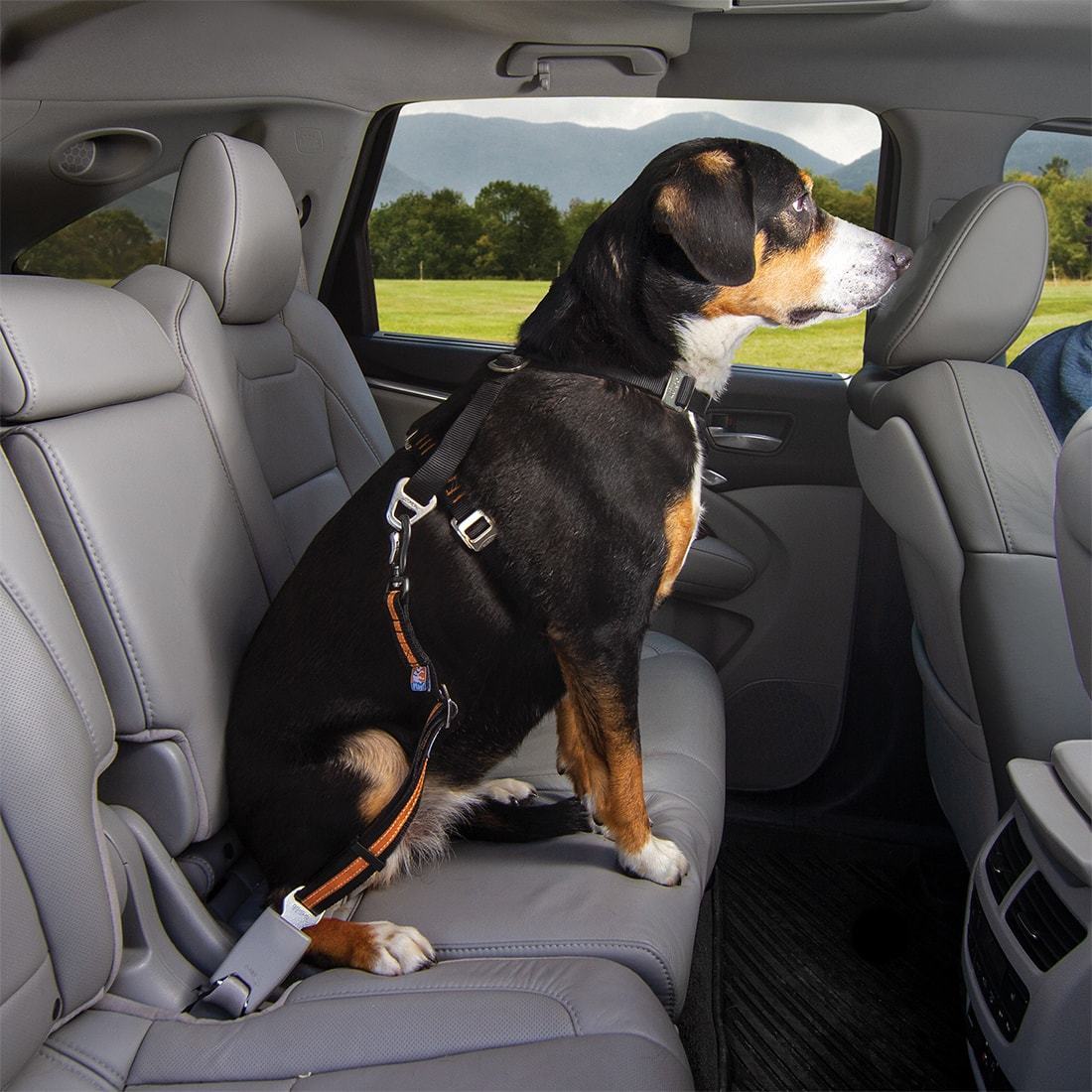 Hunde Auto Sicherheitsgurt Sicherheitsschnallen Schloss