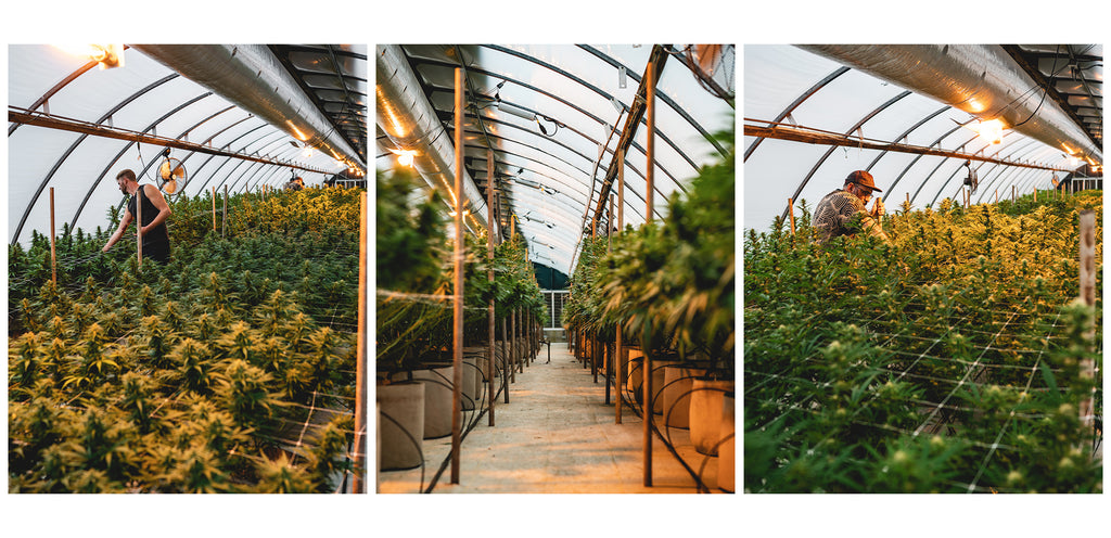 asheville craft cannabis greenhouse management