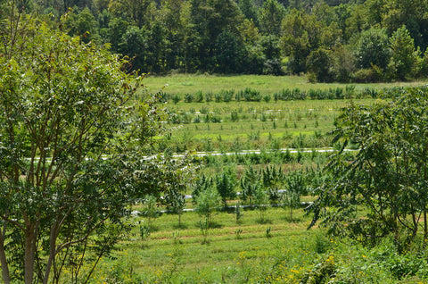biodynamic outdoor cannabis field