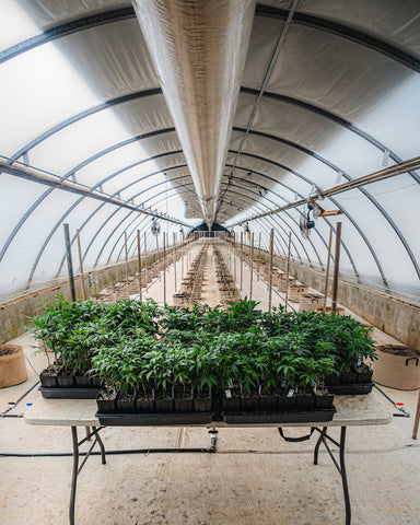 craft cannabis clones in greenhouse