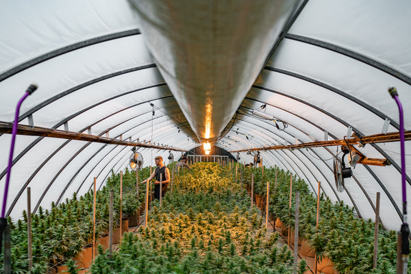 greenhouse premium cbd cannabis