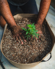 planting craft cannabis