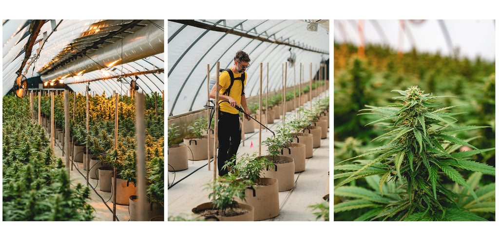 greenhouse craft cannabis asheville