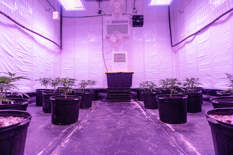 indoor cannabis chamber