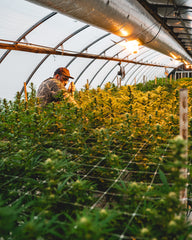 craft cannabis grown in greenhouse