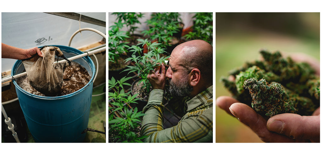 regenerative craft cannabis farming