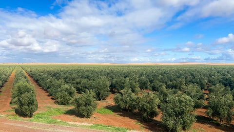 Olivenplantage in Marokko