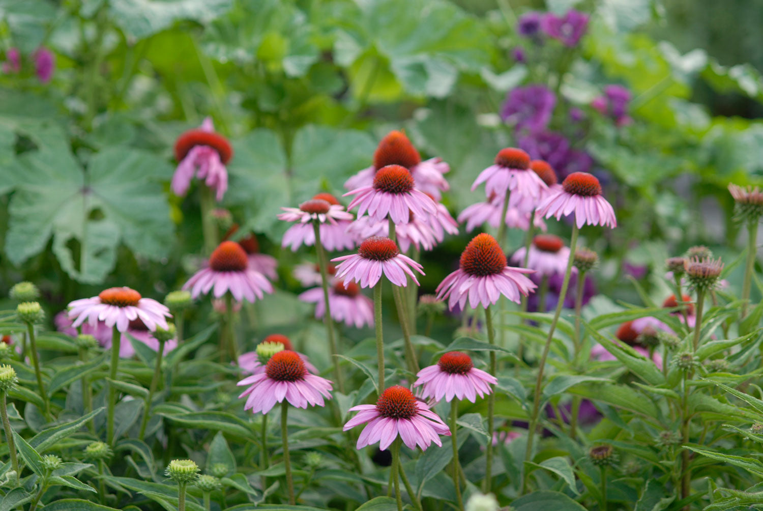 Questions Answered Series: Coneflowers (Echinacea) – Great Garden Plants