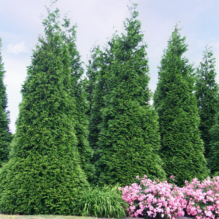 'Green Giant' Arborvitae/Thuja - Great Garden Plants product image