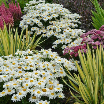 Amazing Daisies® Banana Cream II Shasta Daisy