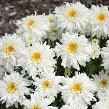 Questions Answered Series: Shasta Daisy