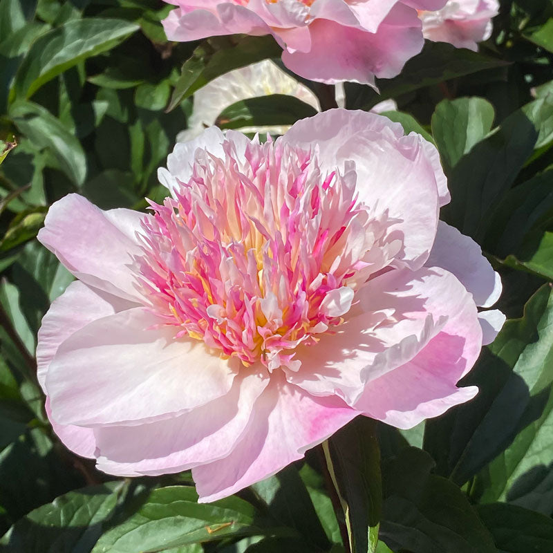 Do Tell' Peony – Great Garden Plants