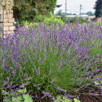 Buy Ellagance Purple English Lavender Plants, FREE SHIPPING, Wilson Bros  Gardens