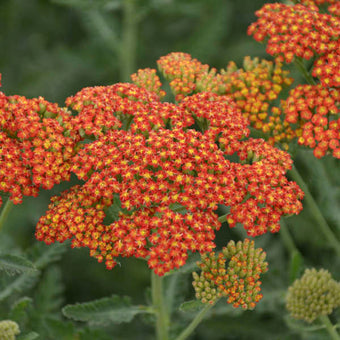 Firefly Fuchsia' - Yarrow - Achillea hybrid