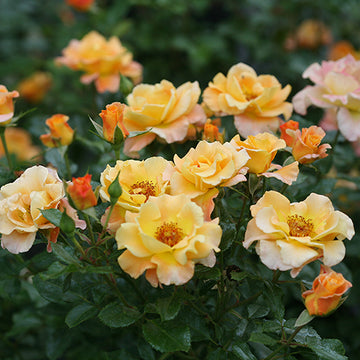 Suñorita® Rose For Sale  Proven Winners – Great Garden Plants