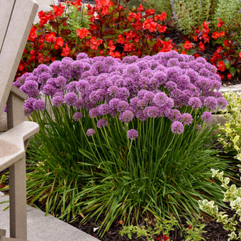  Hidcote Blue Lavender Herb Live Plant, Well Rooted, Perennial  Flowers : פאטיו, מדשאה וגינה