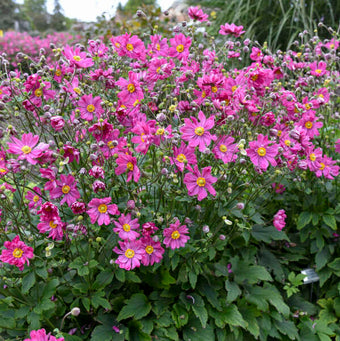 ANEMONE HYBRIDA 'FRILLY KNICKERS' - Guido Van de Steen