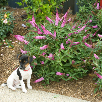 Sister Rosie® Scotch Broom