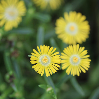 Delosperma Ocean Sunset™ Orange Glow - Johnson Nursery Corporation