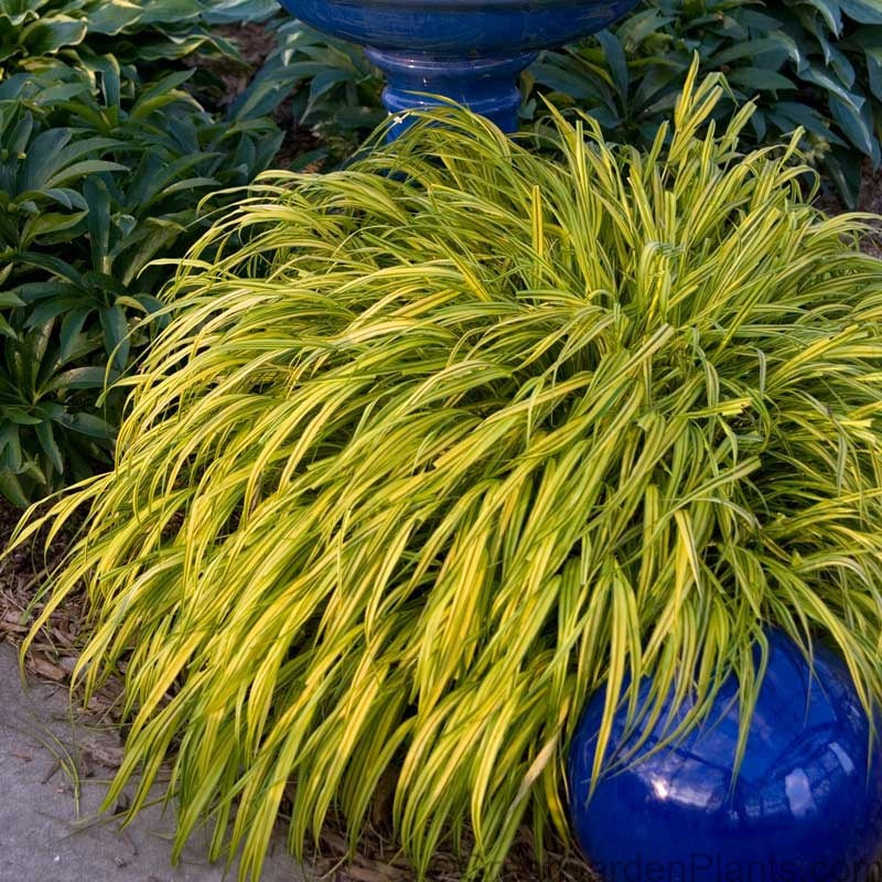 Aureola Japanese Forest Grass Perennials Great Garden Plants 1175