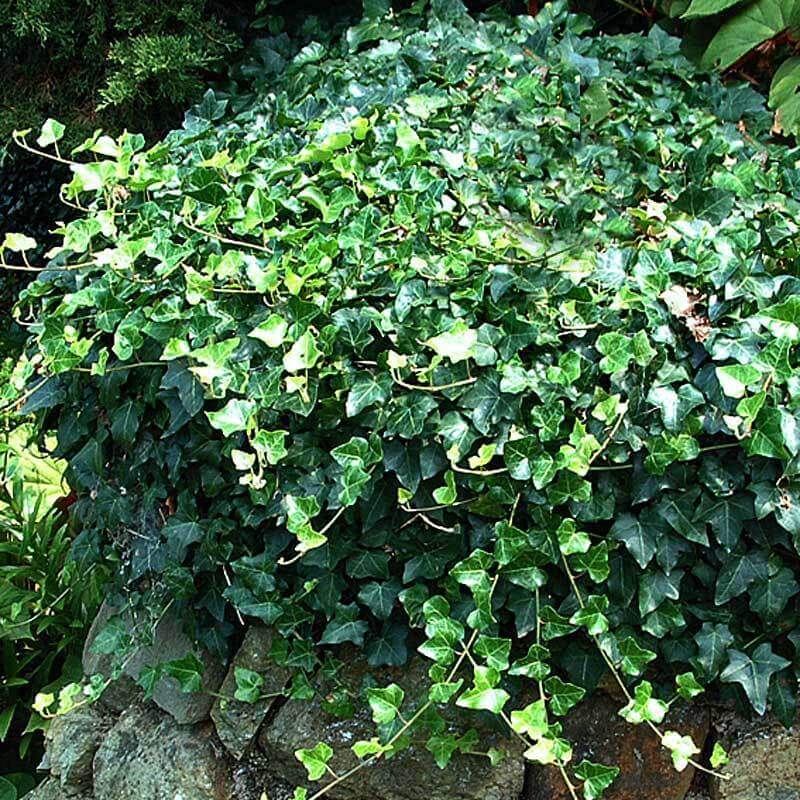 Boston Ivy Vines for Sale, BrighterBlooms.com